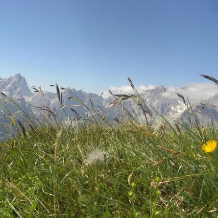 Un prato di montagna