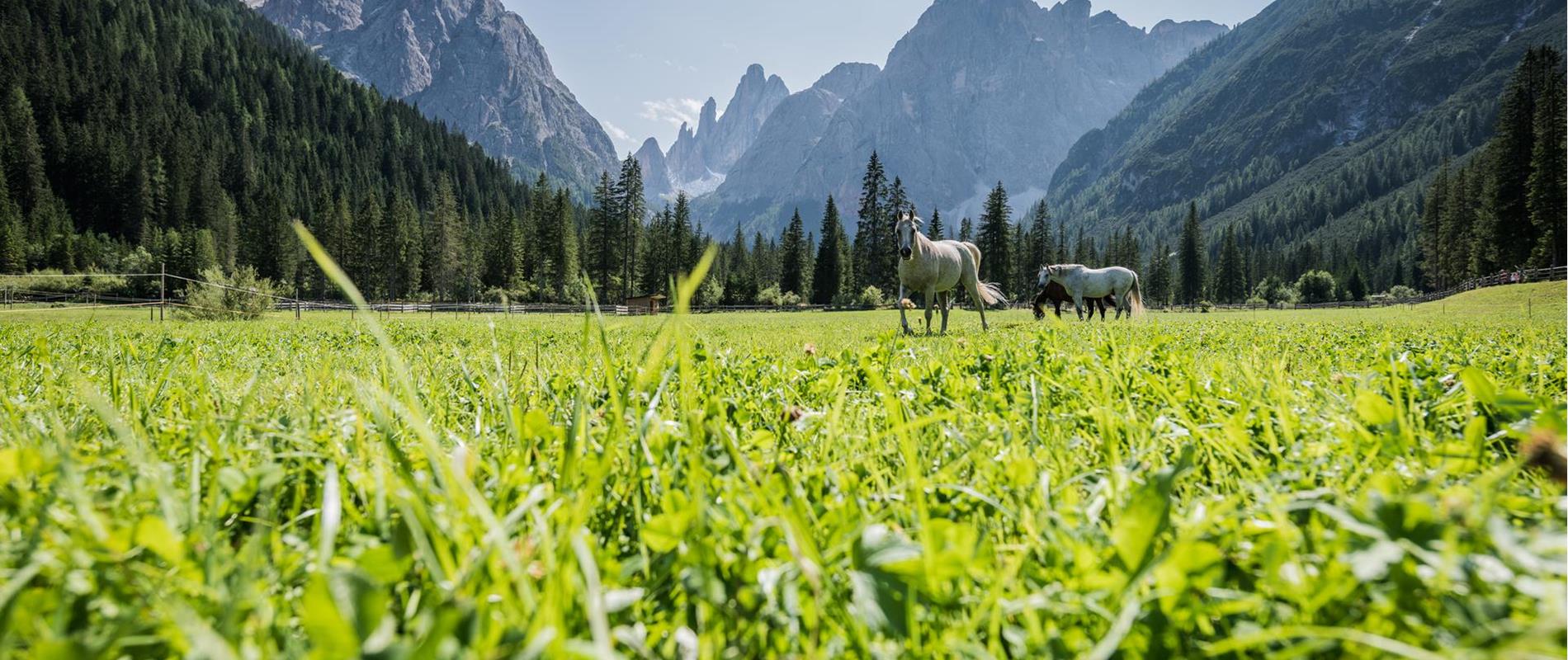 Horses in Val Fiscalina