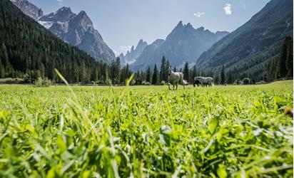 Horses in Val Fiscalina