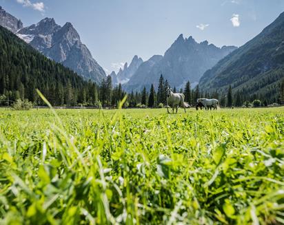 Horses in Val Fiscalina